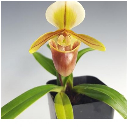 Hài helen aphiopedilum helenae kỹ thuật trồng giá thể xơ dừa