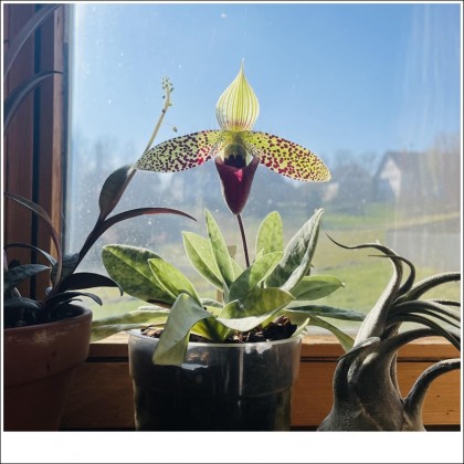 Hài Sukhaculi Paphiopedilum sukhakulii kỹ thuật trồng giá thể xơ dừa