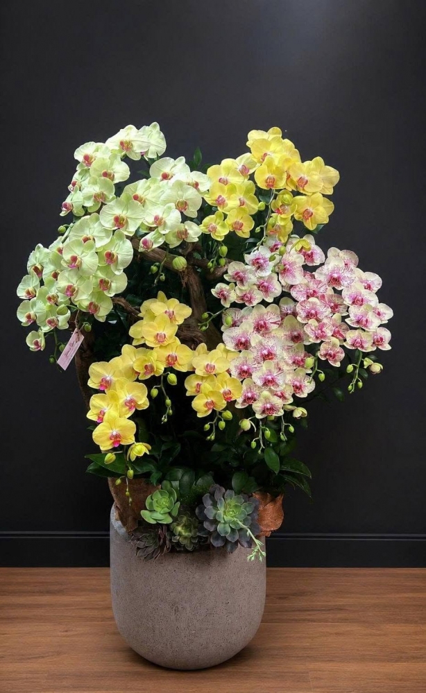 Khám phá BST Hoa lan hồ điệp 6-8 triệu được Khách hàng săn đón nhất