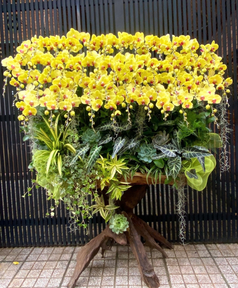 Lan Hồ Điệp Thiên Hương - LHD037