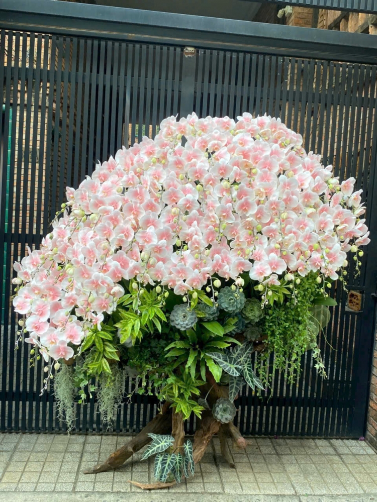 Lan Hồ Điệp An Nhiên - LHD041