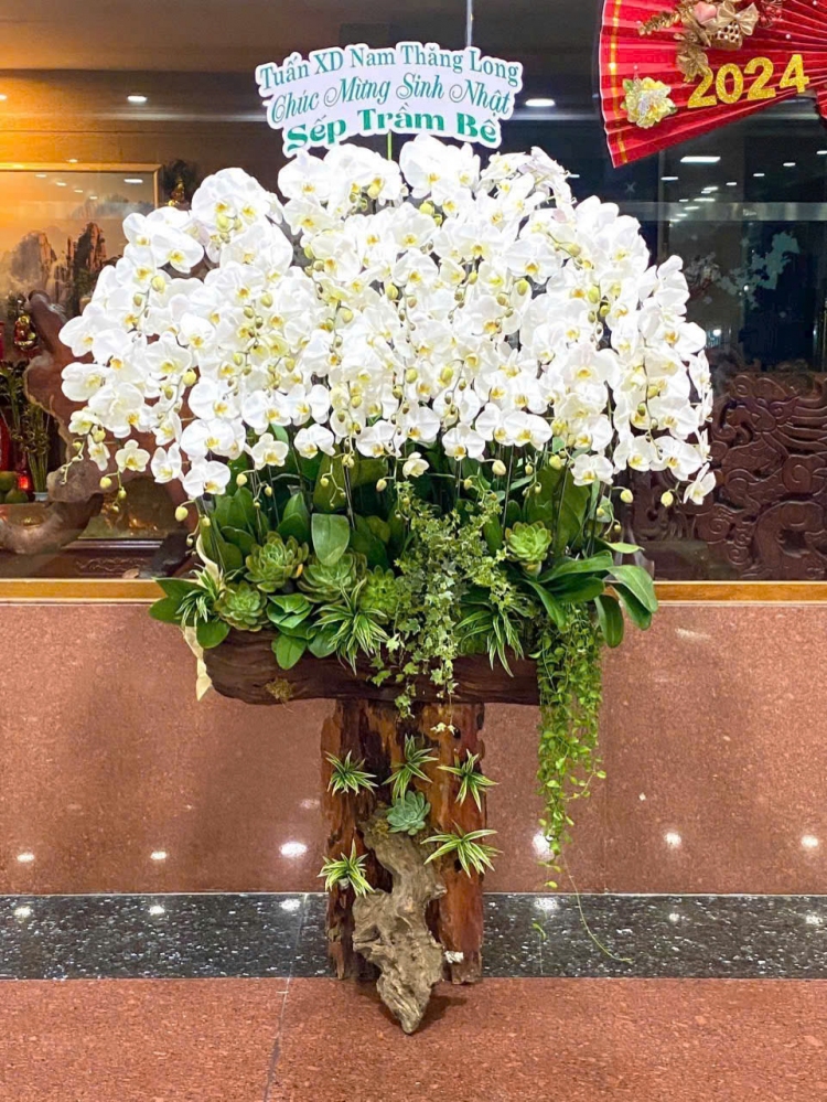 Lan Hồ Điệp Nguyệt Quang - LHD043