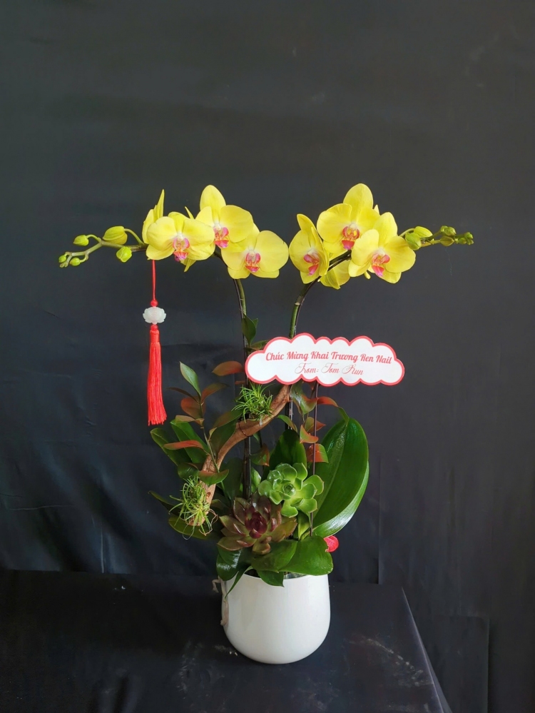 Chậu lan hồ điệp vàng quý phái