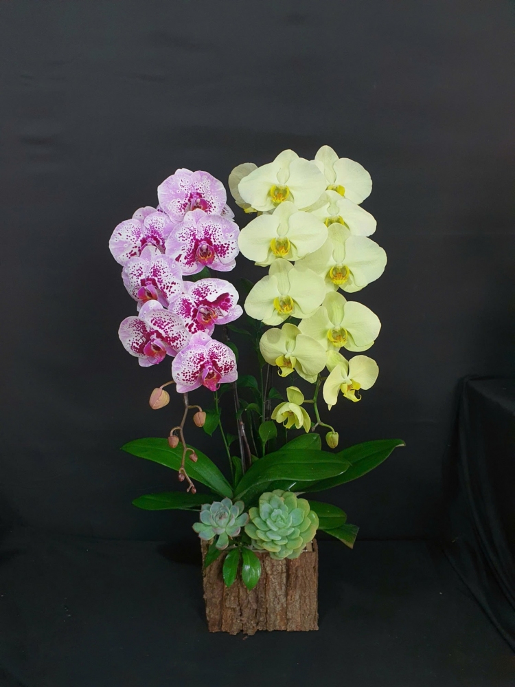 Hộp hoa hồng đốm và xanh táo