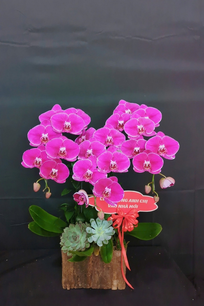 Hộp hoa hồ điệp tím chớp bạc