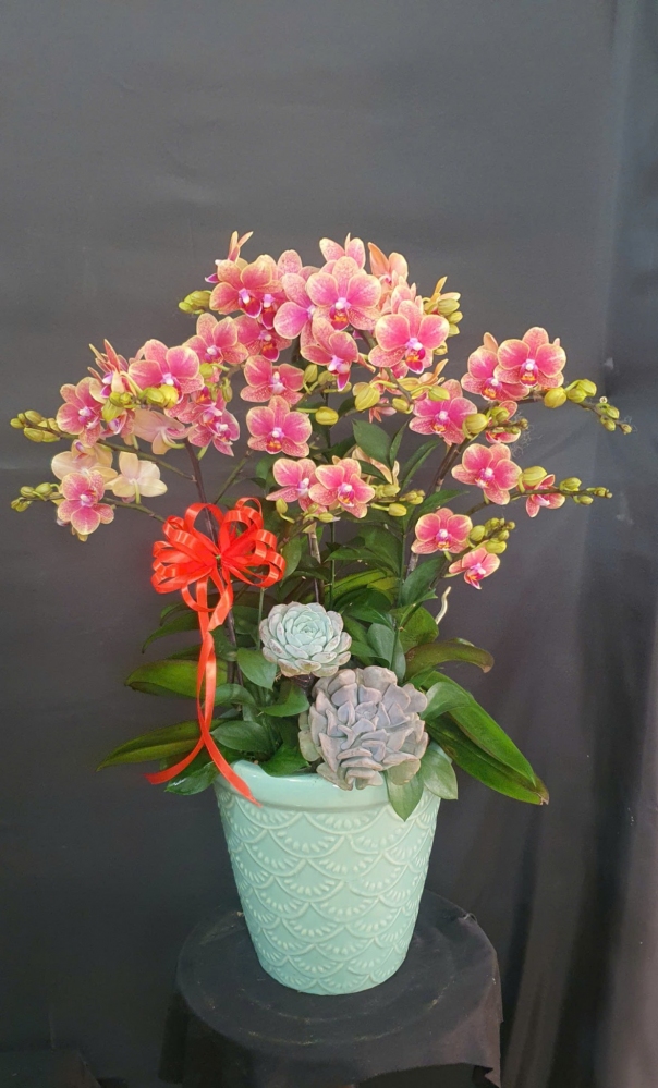 Chậu hoa kim điệp đỏ may mắn