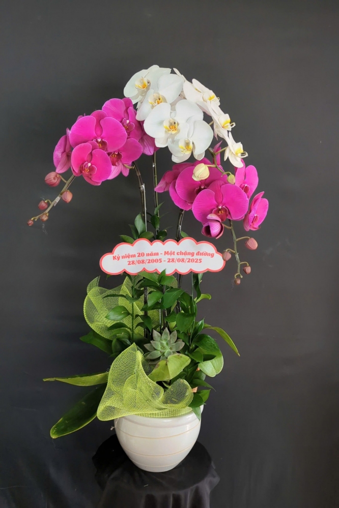 Chậu lan hồ điệp trắng phối đỏ ớt