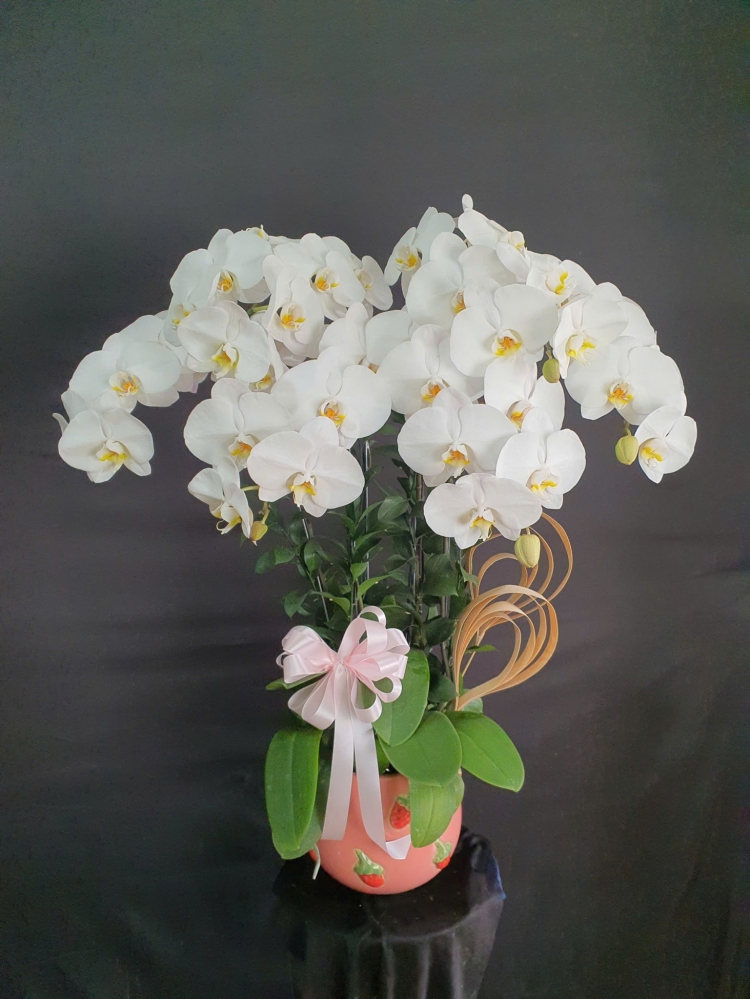 Chậu lan hồ điệp trắng nhã nhặn