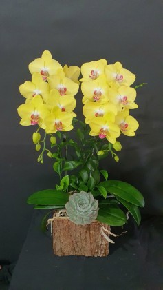 Hộp hoa lan hồ điệp vàng cá tính