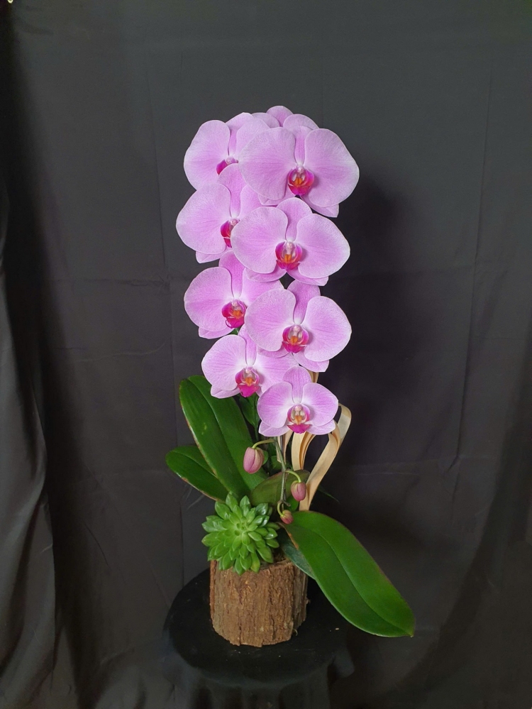 Chậu lan hồ điệp hồng