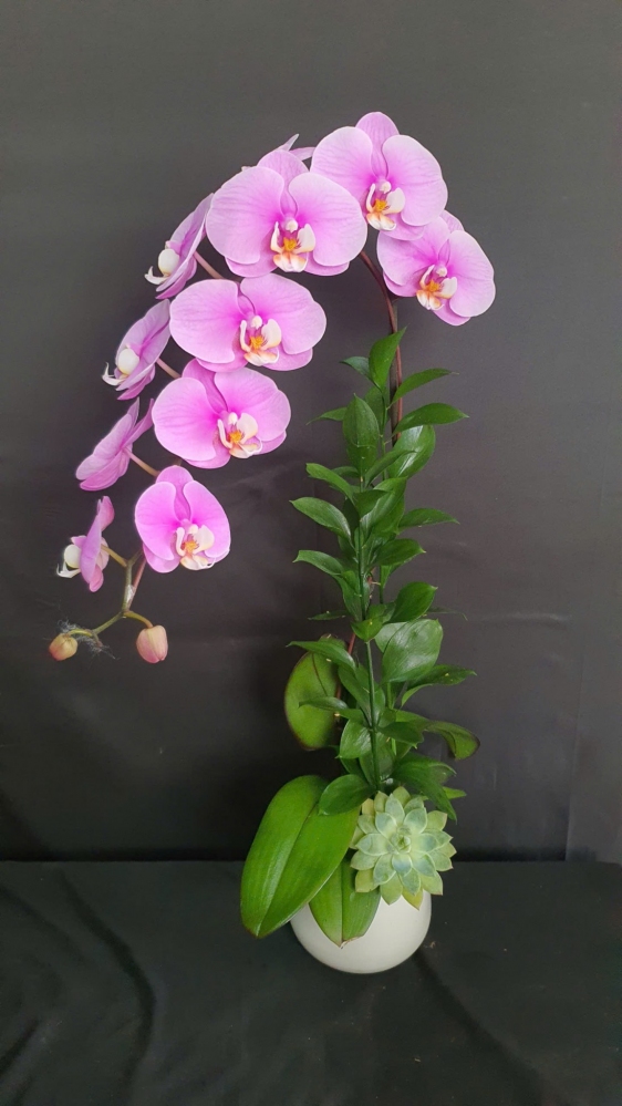 Chậu lan hồng Anna