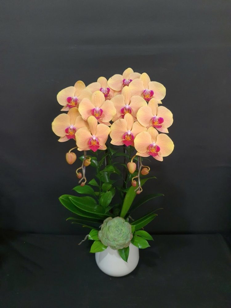 Chậu lan hồ điệp cam