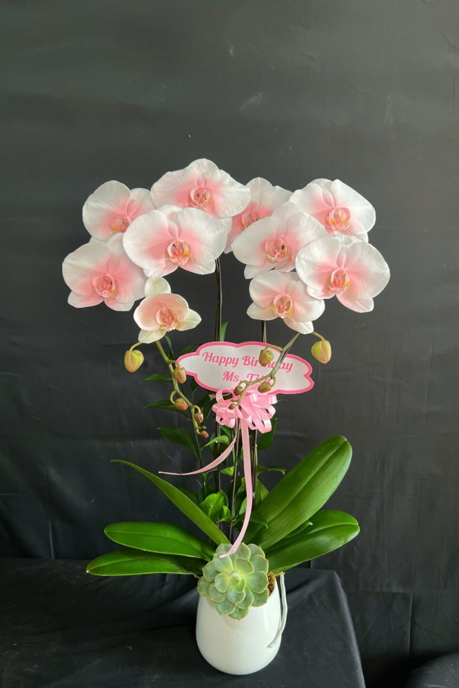 Chậu lan hồ điệp mix hồng Beyond Kawaii