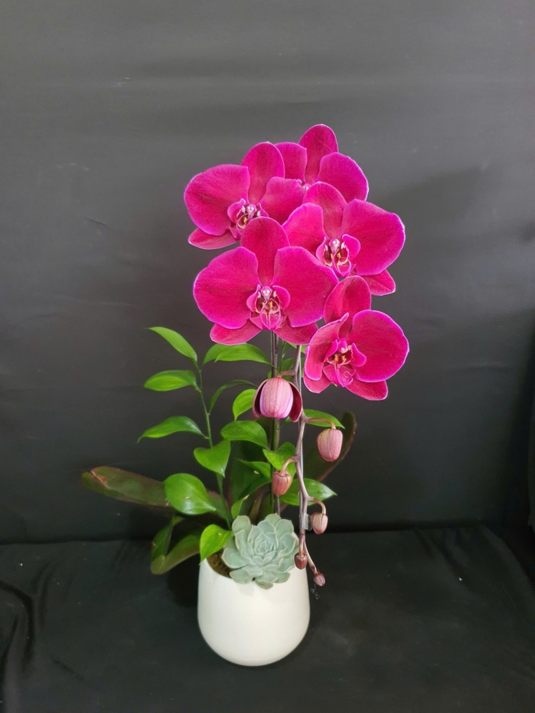 Chậu lan hồ điệp đỏ nhung quý phái