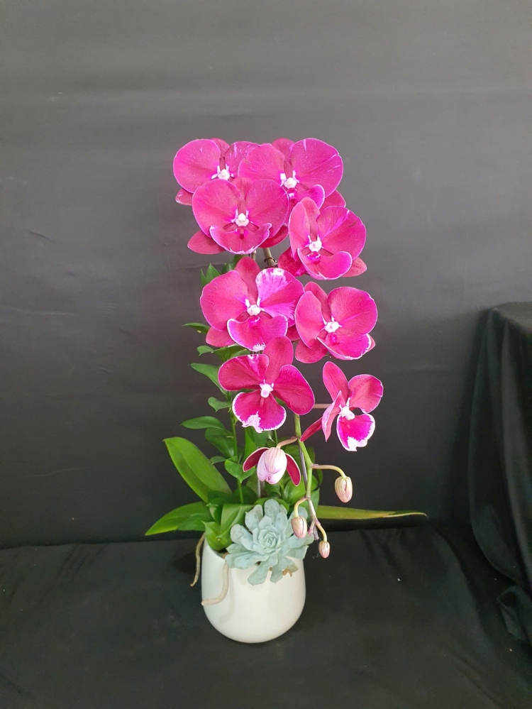 Chậu lan hồ điệp tím đột biến