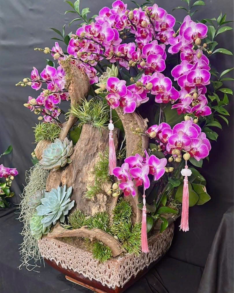 Lan Hồ Điệp Hồng Phú Quý - LHD003