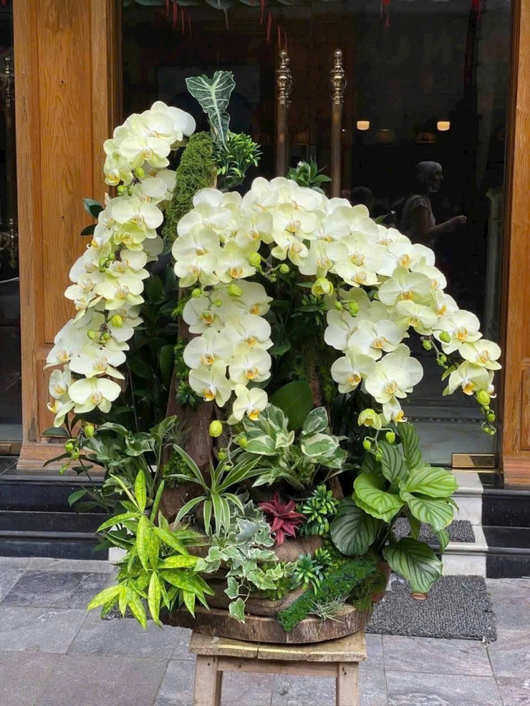 Lan Hồ Điệp Phúc Lộc - LHD005