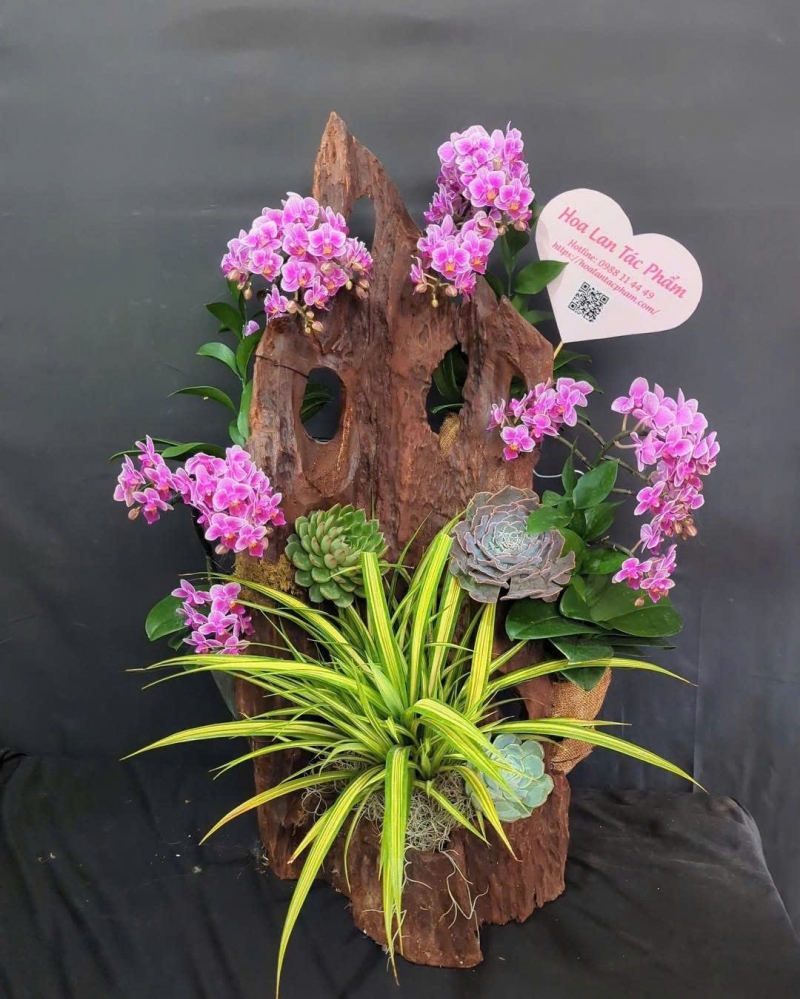 Lan Hồ Điệp Hồng May Mắn - LHD008