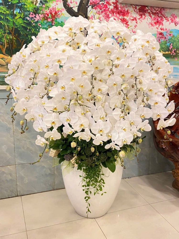 Lan Hồ Điệp Tinh Hoa Việt - LHD034