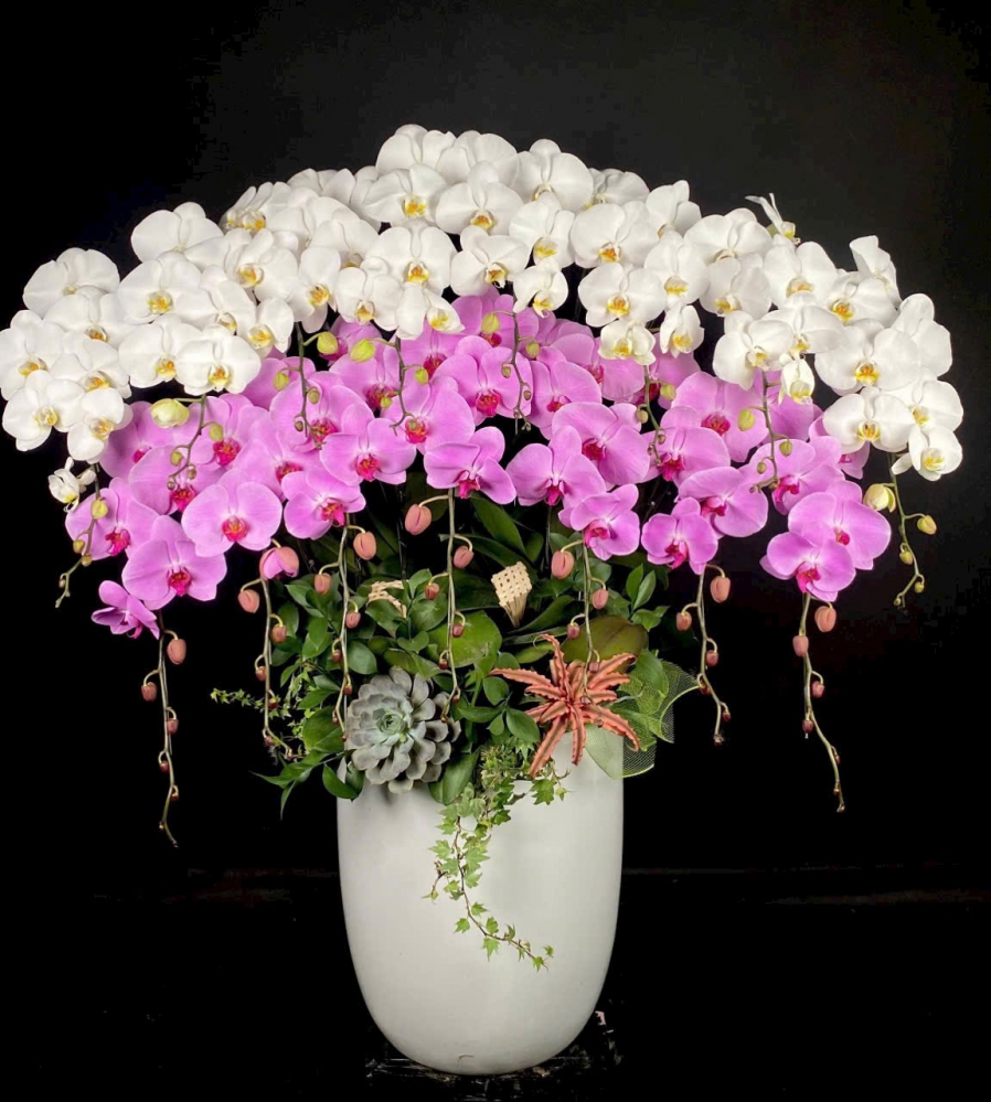 Lan Hồ Điệp Hương Xuân An Lạc - LHD047