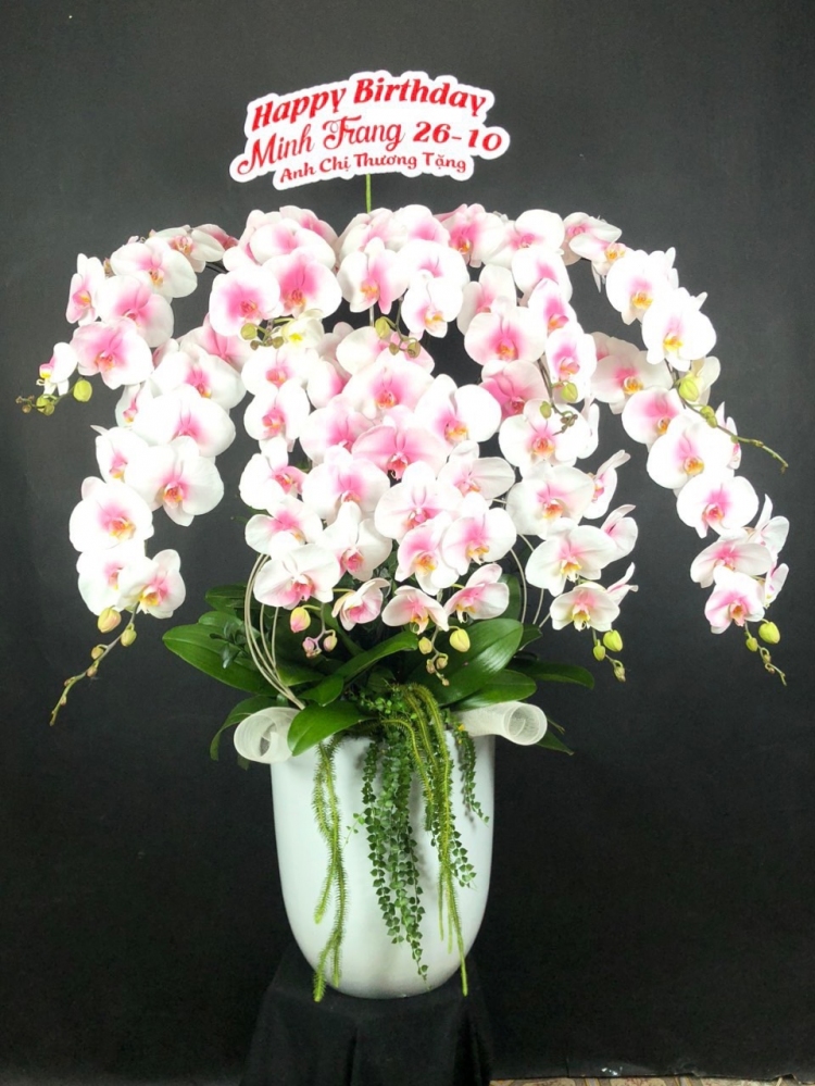 Hoa lan hồ điệp 10 cành - HD0043