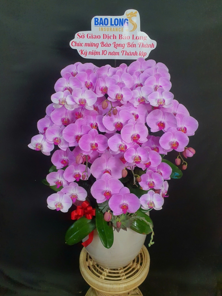 Lan Hồ Điệp Hồng Minh Châu - LHD160