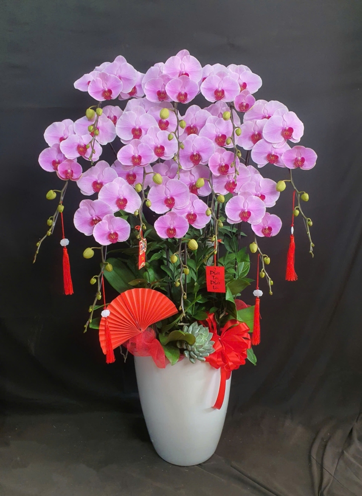 Lan Hồ Điệp Hồng Tú - LHD255