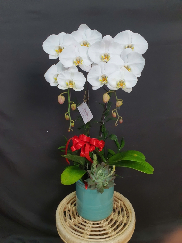 Lan Hồ Điệp Tinh Hoa Bạch Sắc - LHD062