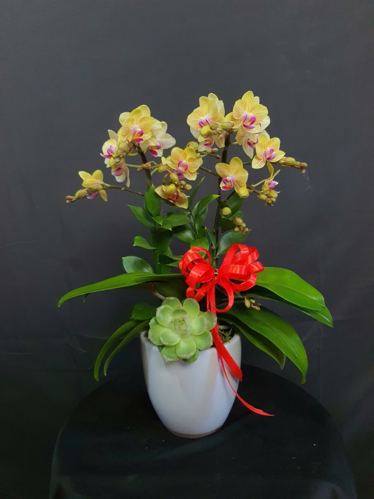 Lan Hồ Điệp Nắng Nhẹ - LHD081