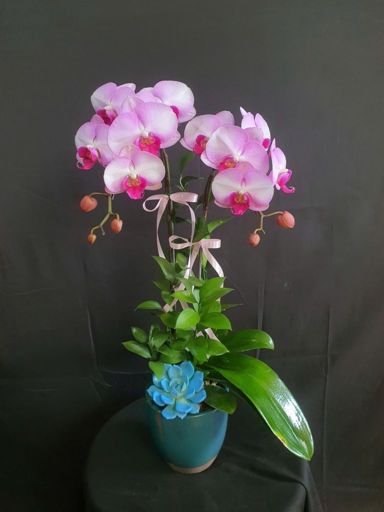 Lan Hồ Điệp Hương Sương Hồng - LHD107