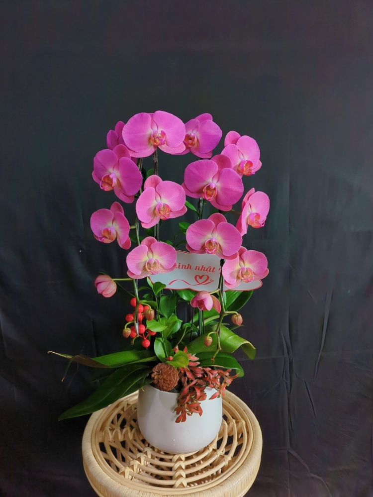 Lan Hồ Điệp Hồng Nhã Uyển - LHD145