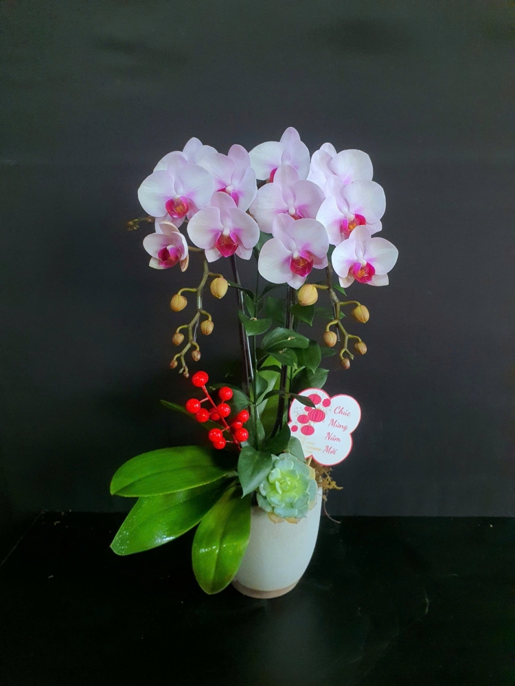 Lan Hồ Điệp Lệ Hồng Bạch Vân - LHD194