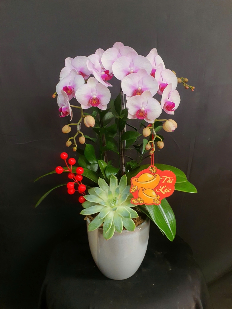 Lan Hồ Điệp Hồng Cát - LHD217