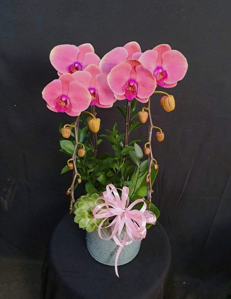 Lan Hồ Điệp Hồng Xuân - LHD260