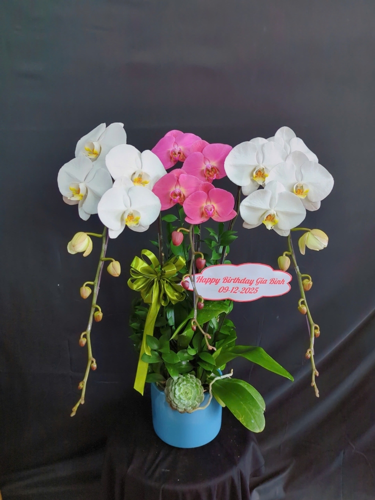 Lan Hồ Điệp Hồng Tuyết - LHD095