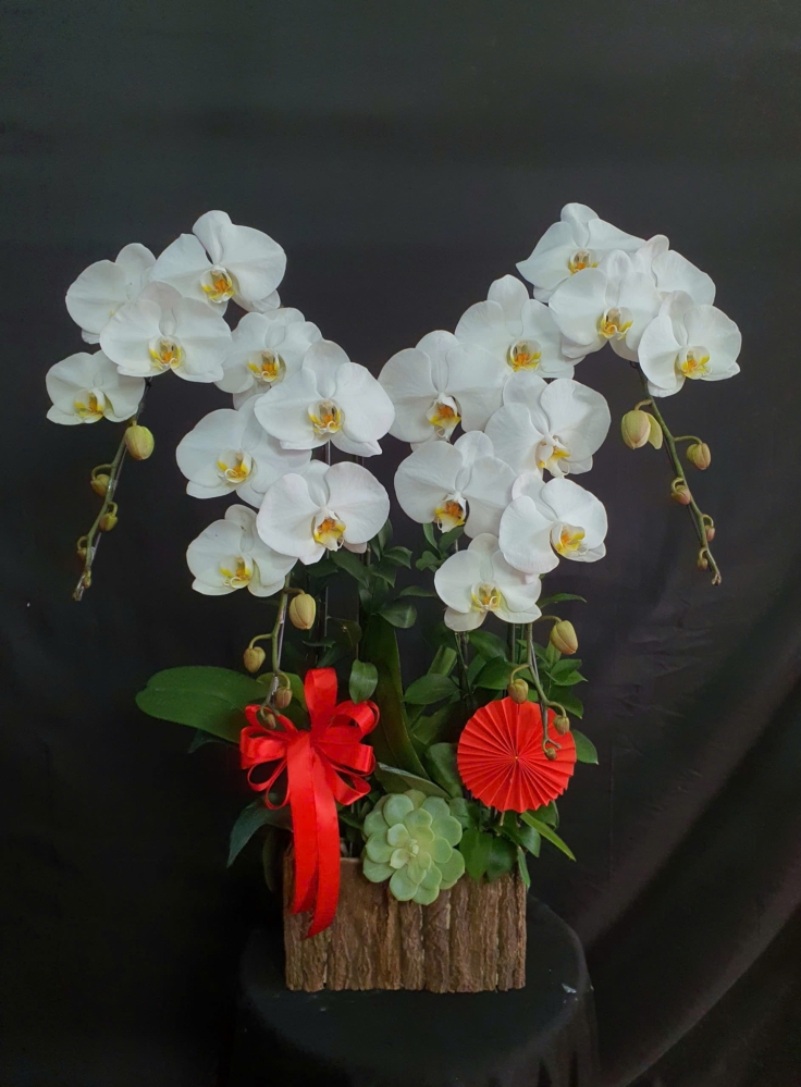 Lan Hồ Điệp Ngân Tuyết - LHD113