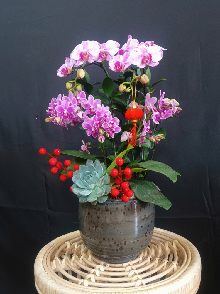 Lan Hồ Điệp Tuyết Hồng Phấn - LHD174