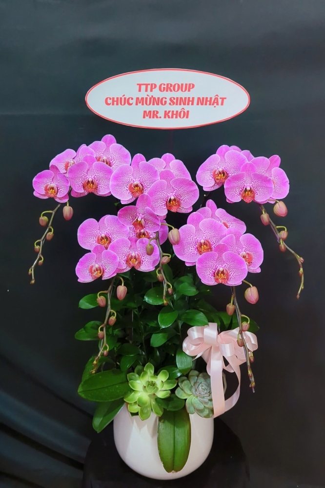 Lan Hồ Điệp Phúc Hồng - LHD074