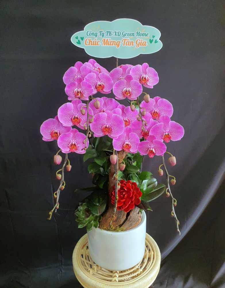 Lan Hồ Điệp Tử Ngân - LHD091