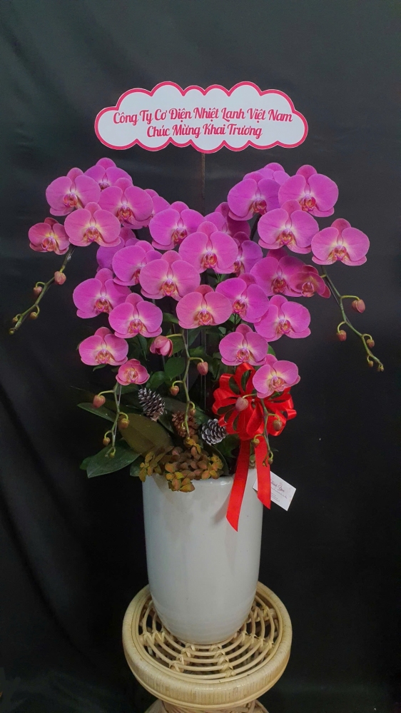 Lan Hồ Điệp Hồng Diễm - LHD136