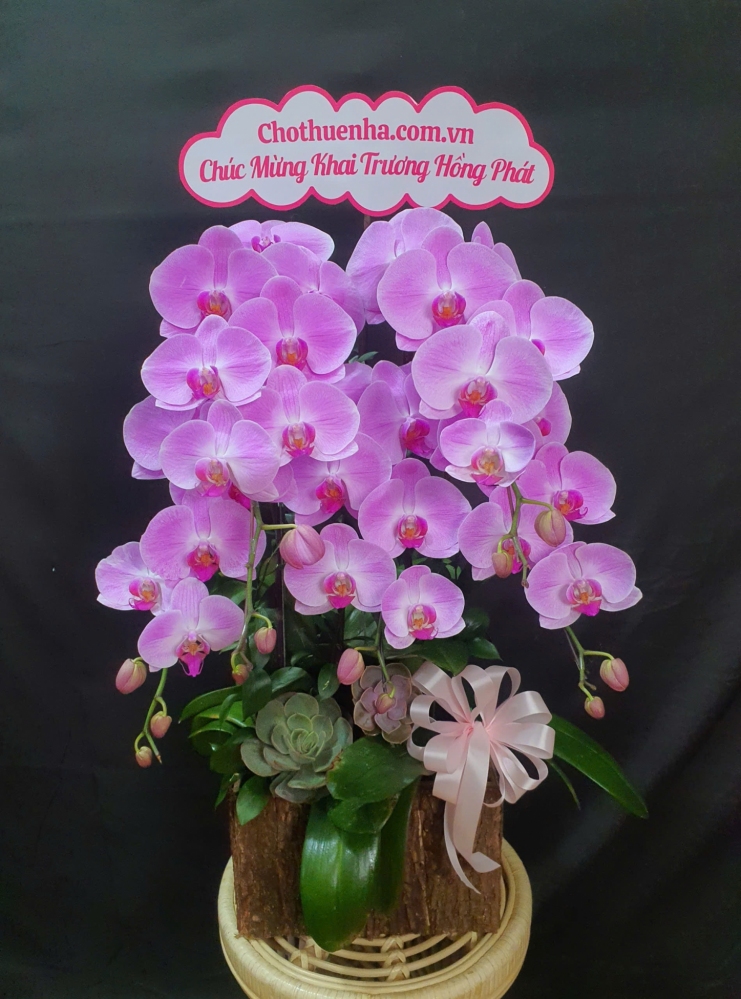 Lan Hồ Điệp Hồng Diễm - LHD148