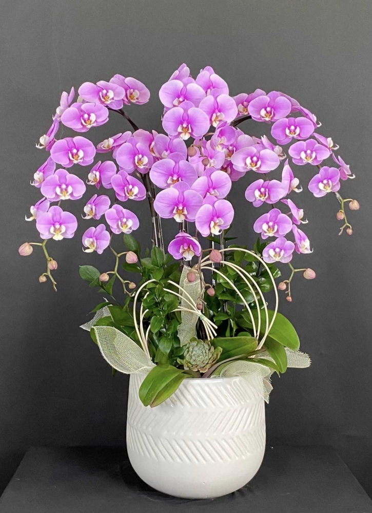 Hoa lan hồ điệp 6 cành - HD0031