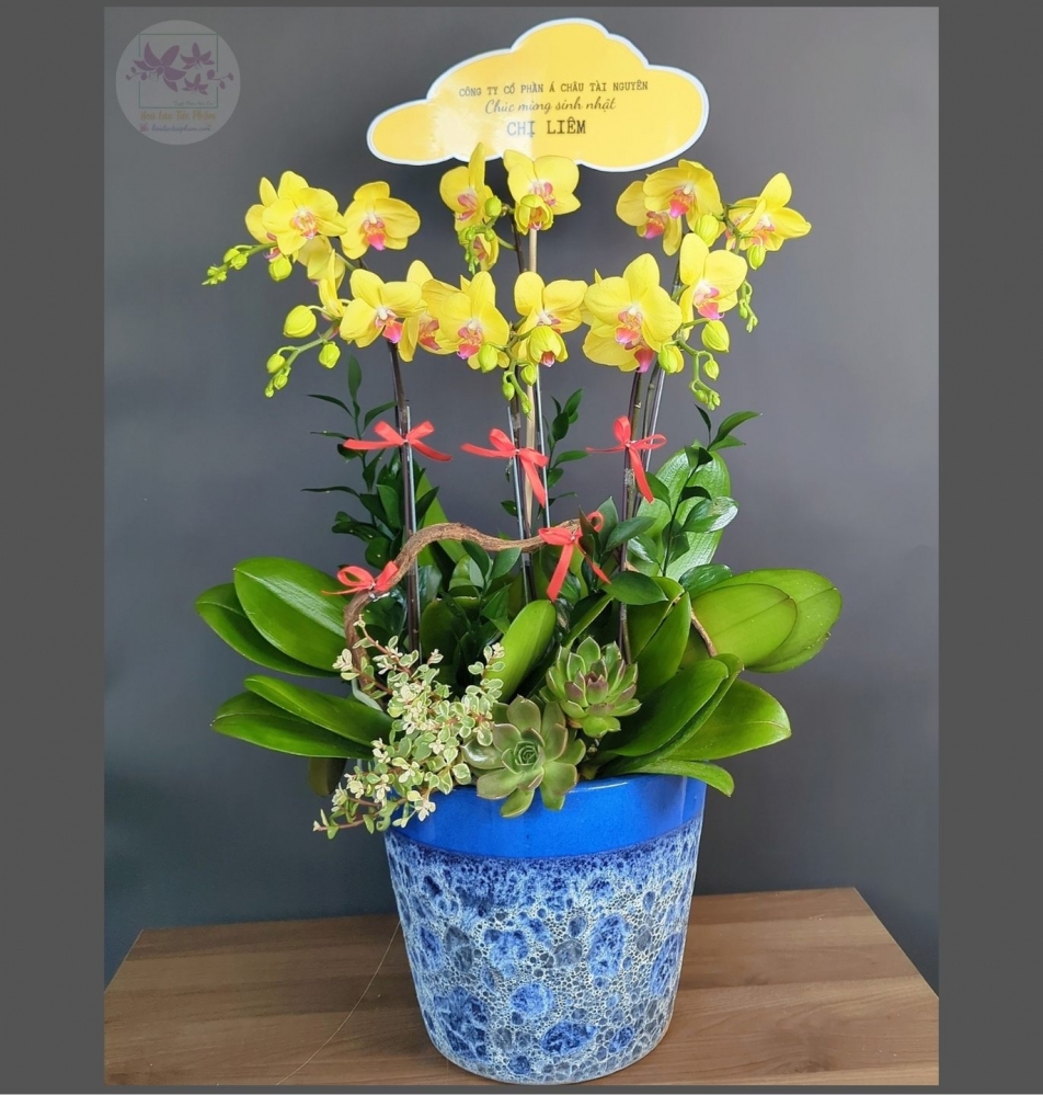 Hoa lan hồ điệp 6 cành - HD0183