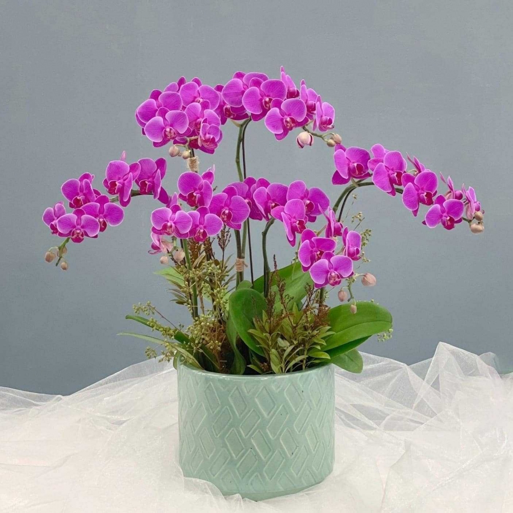 Hoa lan hồ điệp 6 cành - HD0024