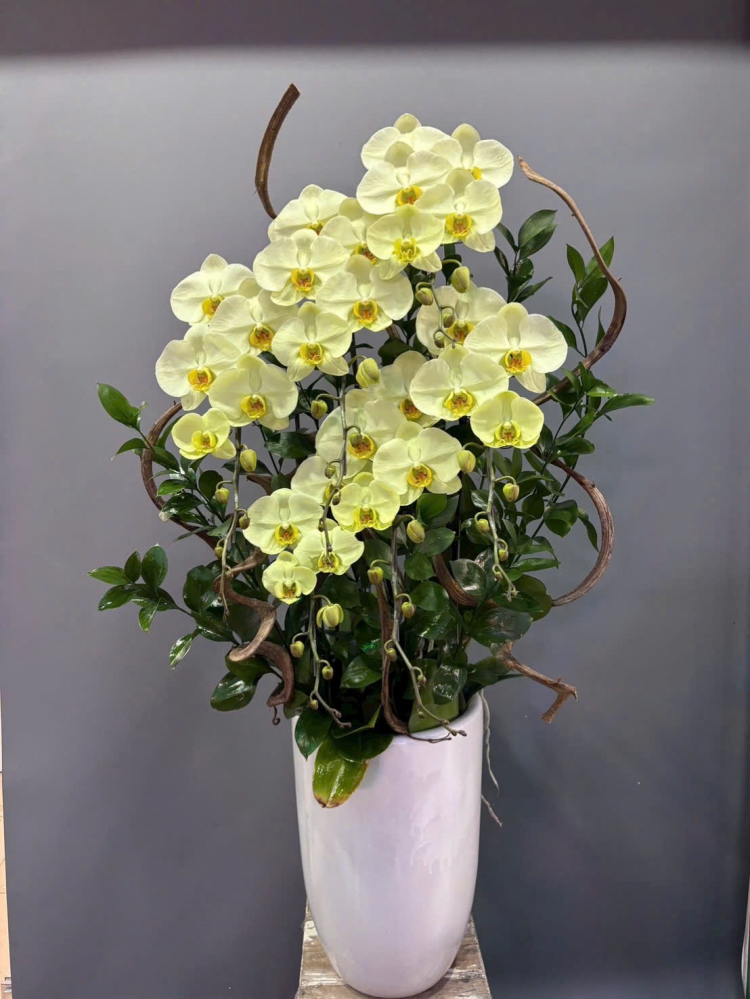 Lan Hồ Điệp Hồng Hoàng Oanh - LHD119