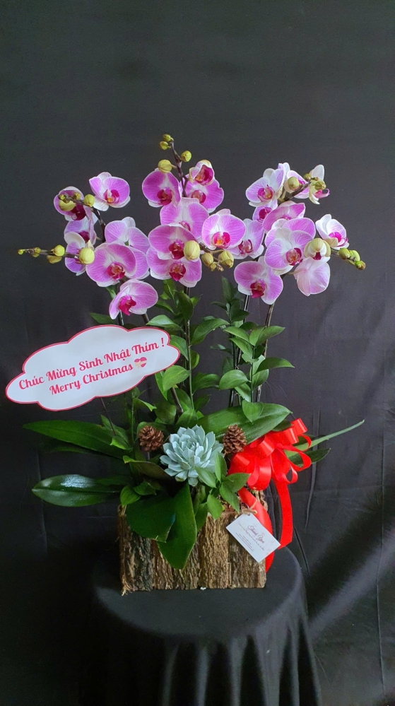 Lan Hồ Điệp Hồng Thanh Vân - LHD147