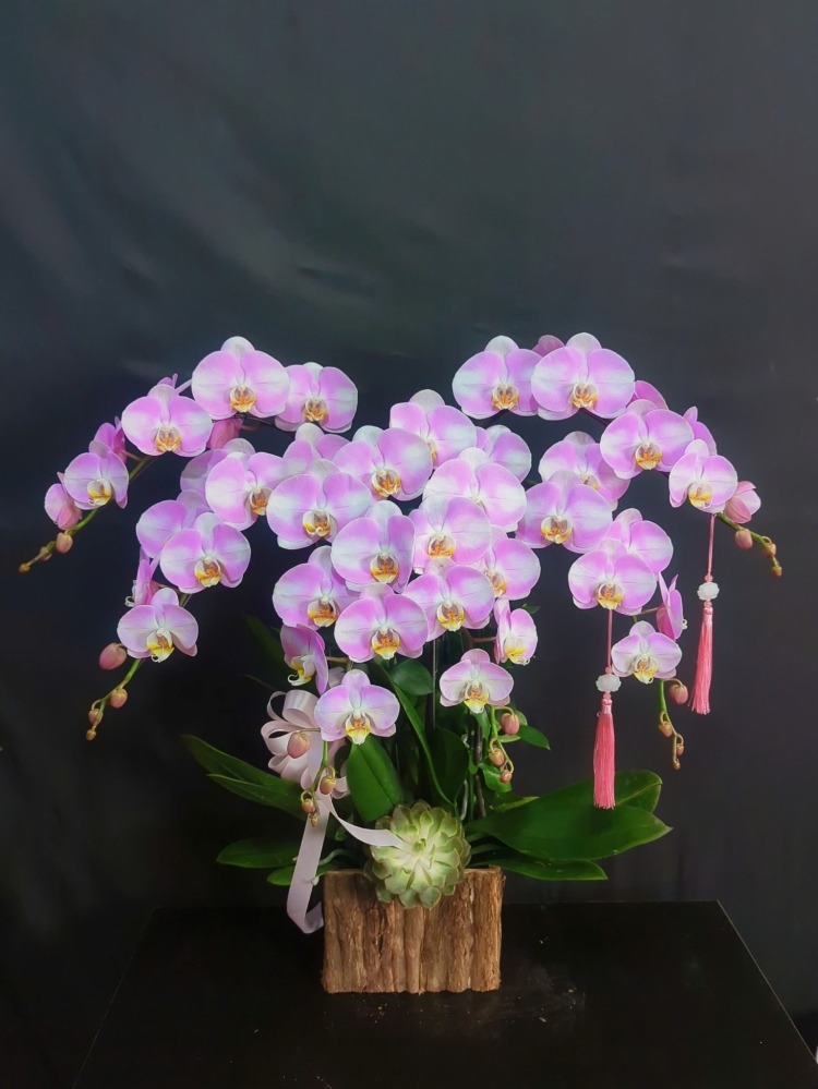 Lan Hồ Điệp Bạch Hồng Duyên - LHD205