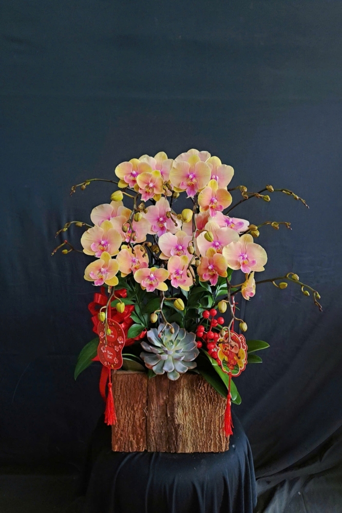 Lan Hồ Điệp Kim Phúc - LHD210