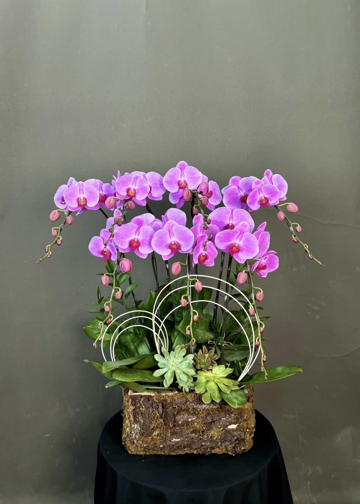 Hoa lan hồ điệp 7 cành - HD0034