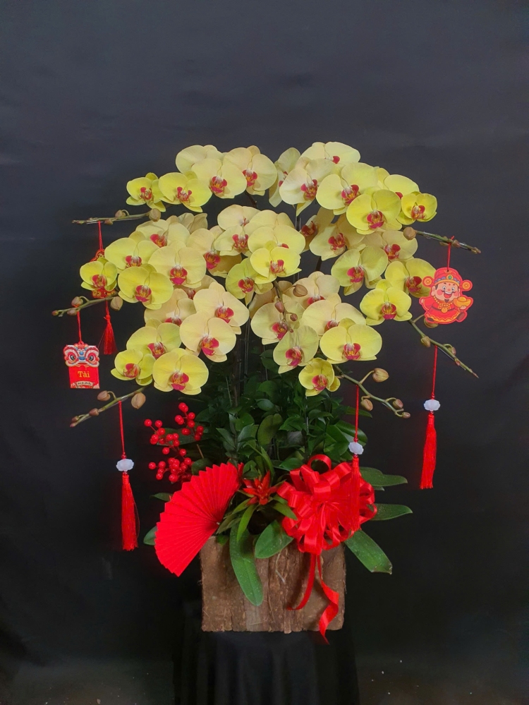 Lan Hồ Điệp Kim Cát - LHD261